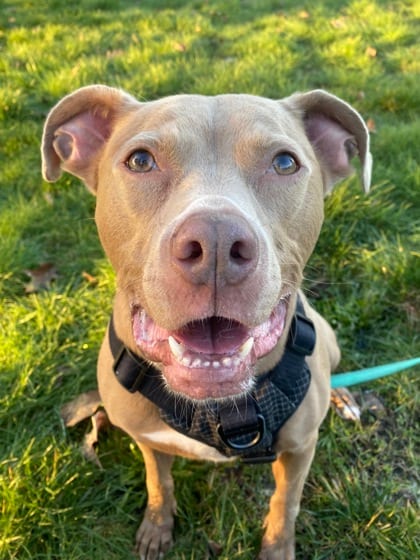 Photo of Grover, adoptable dog in Auburn, Washington