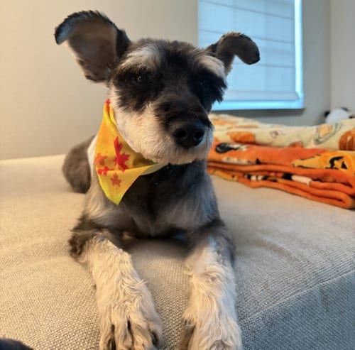 Photo of Ky, adoptable Miniature Schnauzer in Evergreen, Colorado