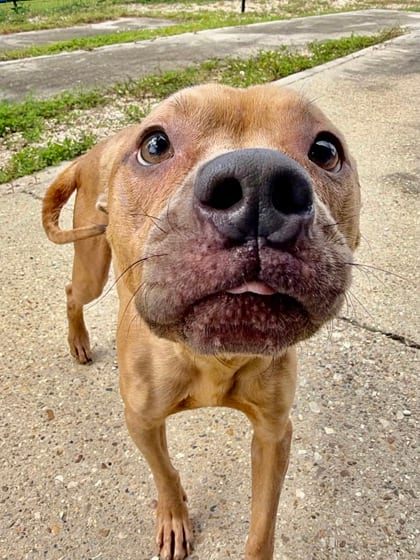 Photo of Jade, adoptable Terrier in New Orleans, Louisiana
