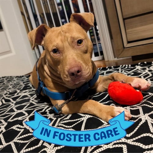 Photo of Theo, adoptable Staffordshire Bull Terrier in Tallahassee, Florida