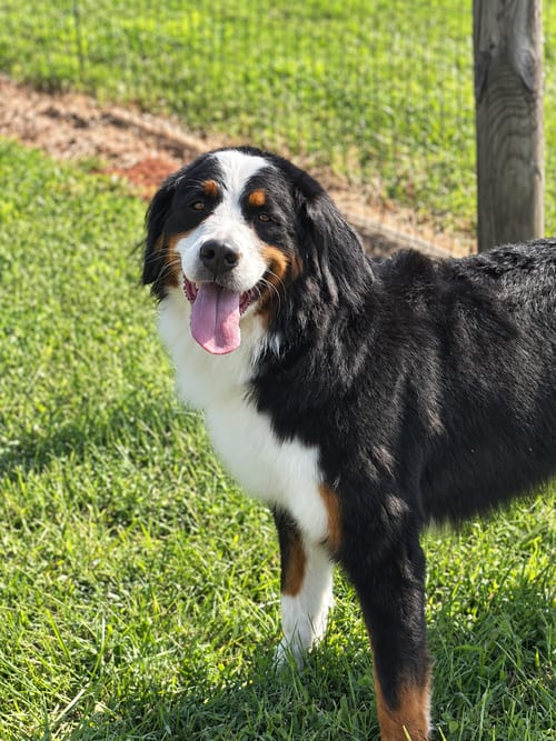 Photo of Oreo Sep 26, adoptable Bernese Mountain Dog in Pacolet, South Carolina
