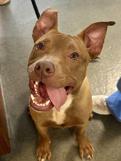 Photo of DA 11 Mr. Drool, adoptable Pit Bull Terrier in Glen Allen, Virginia