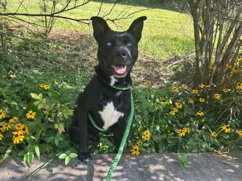 Photo of Rex, adoptable Husky in Lovingston, Virginia