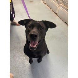 Photo of Midna, adoptable Labrador Retriever in Olympia, Washington