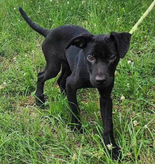 Photo of Tiana, adoptable Labrador Retriever in Wetumpka, Alabama