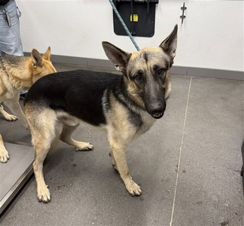 Photo of Bingus, adoptable German Shepherd Dog in Mesa, Arizona