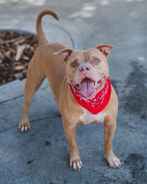 Photo of Amos, adoptable American Bulldog in Miami, Florida