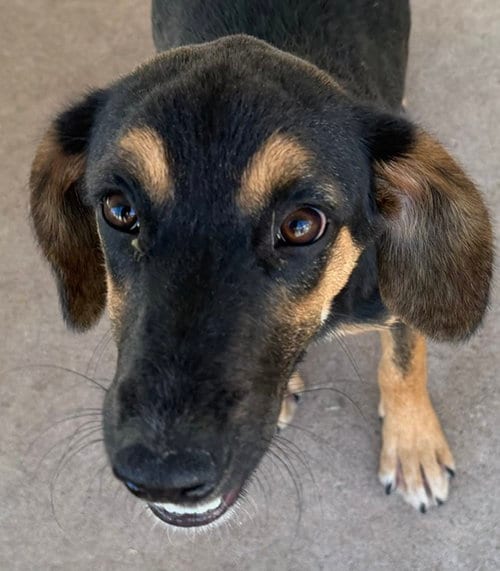 Photo of Lady, adoptable English Coonhound in Carrollton, Georgia
