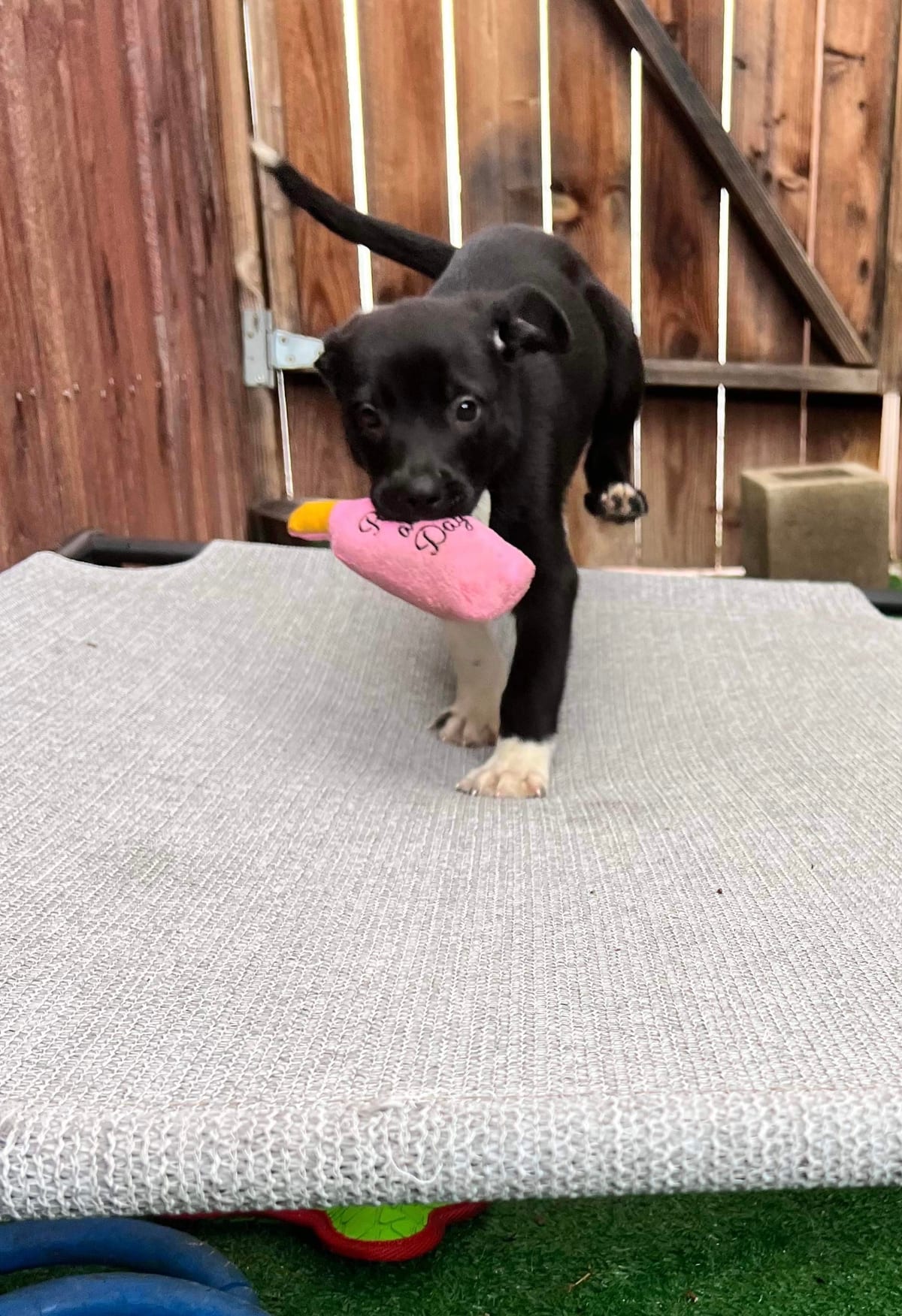 Photo of Cousin Eddie, adoptable American Staffordshire Terrier in San Diego, California