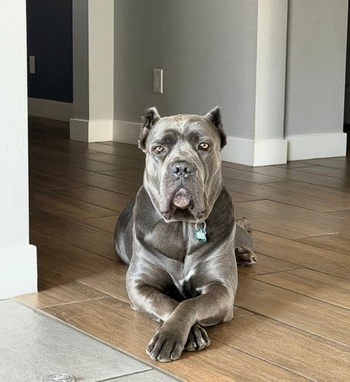 Photo of Cookie, adoptable Cane Corso Mastiff in Goodyear, Arizona