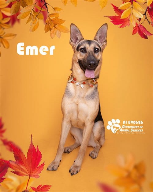 Photo of Emer, adoptable German Shepherd Dog in Riverside, California