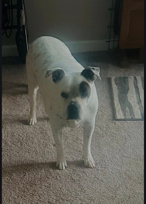 Photo of Pirate, adoptable Boxer in Winston Salem, North Carolina