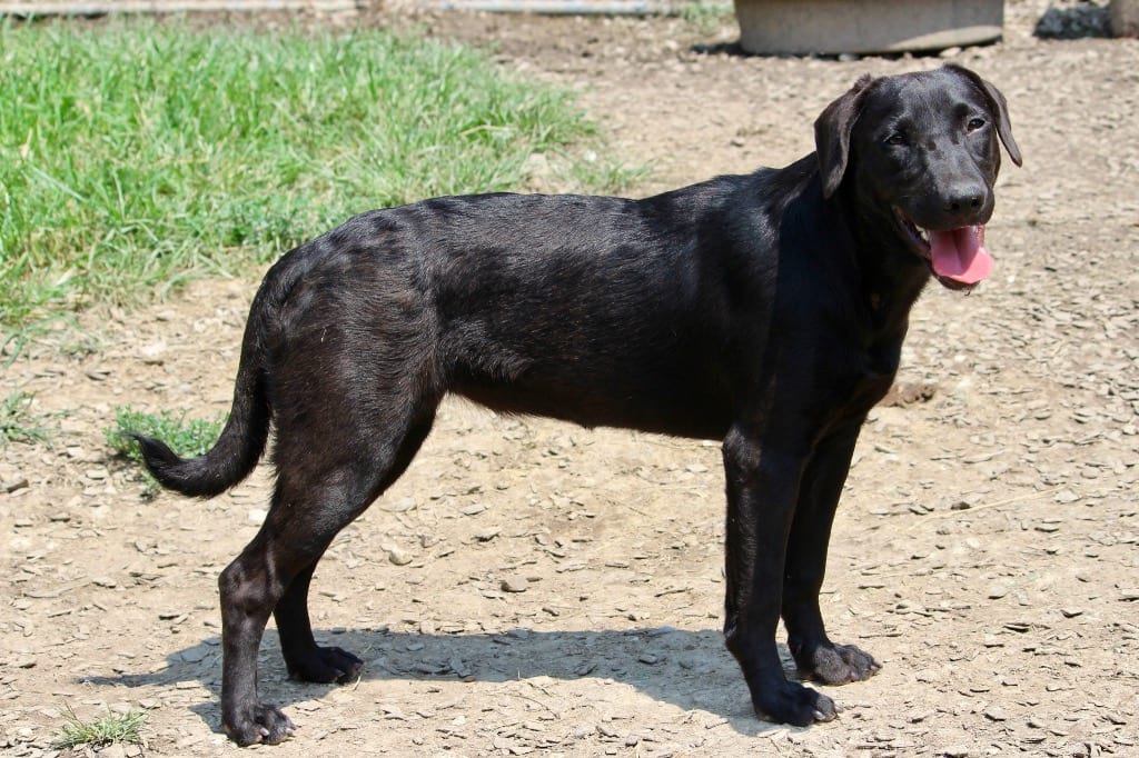 Photo of Sangria, adoptable Mixed Breed in Brazil, Indiana
