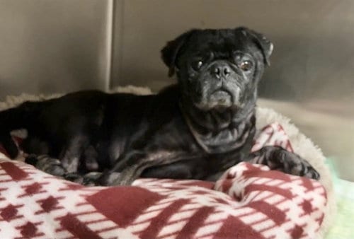 Photo of Arnie, adoptable Pug in San Bernardino, California