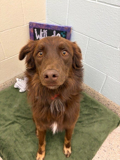 Photo of Pepper, adoptable Australian Shepherd in Brighton, Colorado