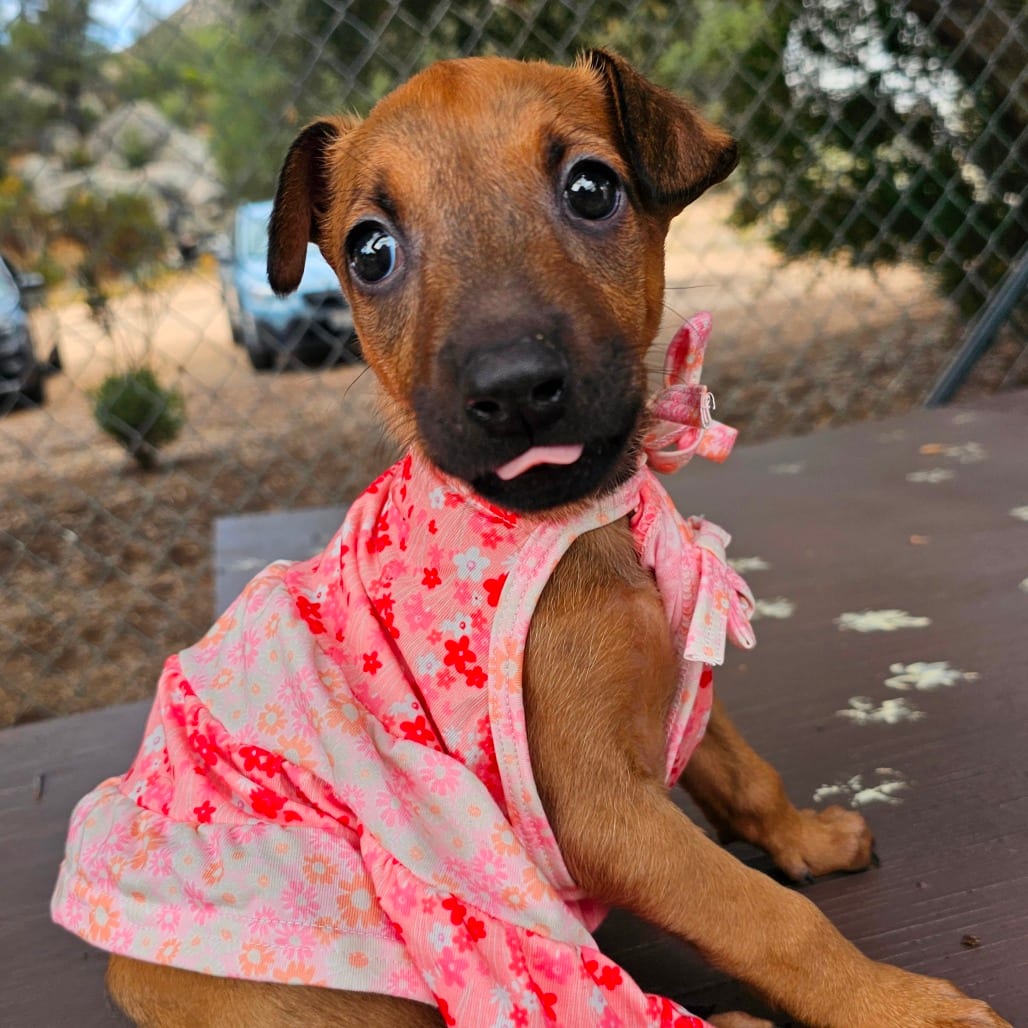 Photo of Paris, adoptable Pinscher, Doberman / Mixed Breed (Medium) in Oceanside, California