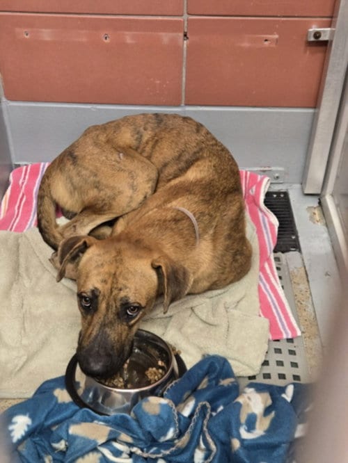 Photo of Cornelio, adoptable German Shepherd Dog in Houston, Texas