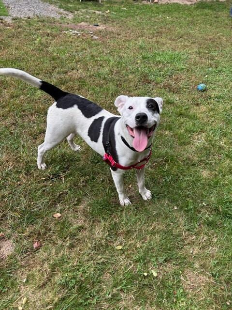 Photo of Captain Jack, adoptable Treeing Walker Coonhound in Brewster, Massachusetts