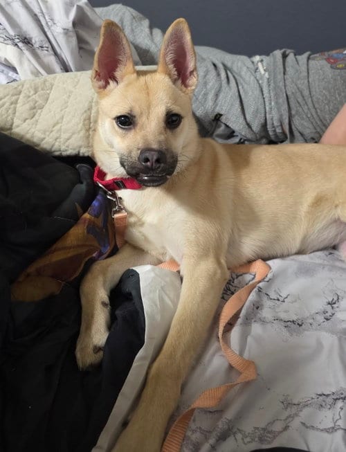 Photo of Gravy, adoptable Terrier in Princeton, Minnesota