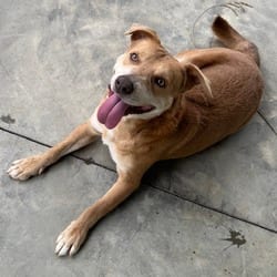 Photo of Tanner Blue, adoptable Mixed Breed (Medium) in Columbus, North Carolina