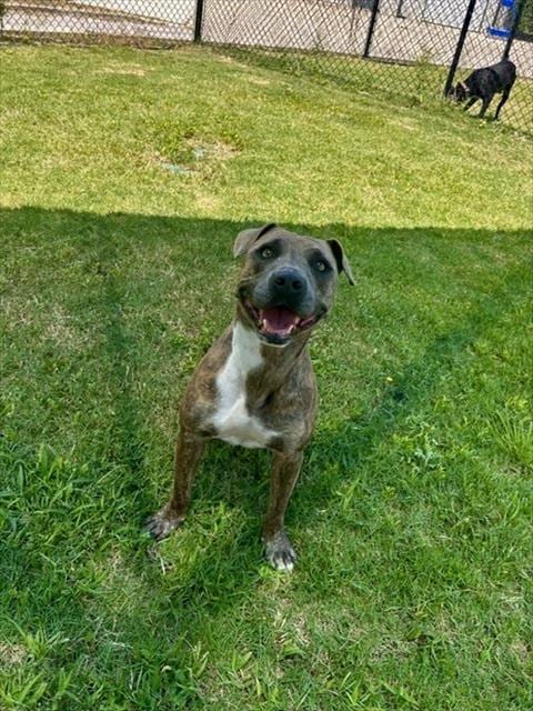 Photo of Lucy, adoptable Pit Bull Terrier in Temple, Texas