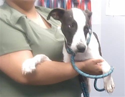 Photo of Doop, adoptable Pointer in Phoenix, Arizona