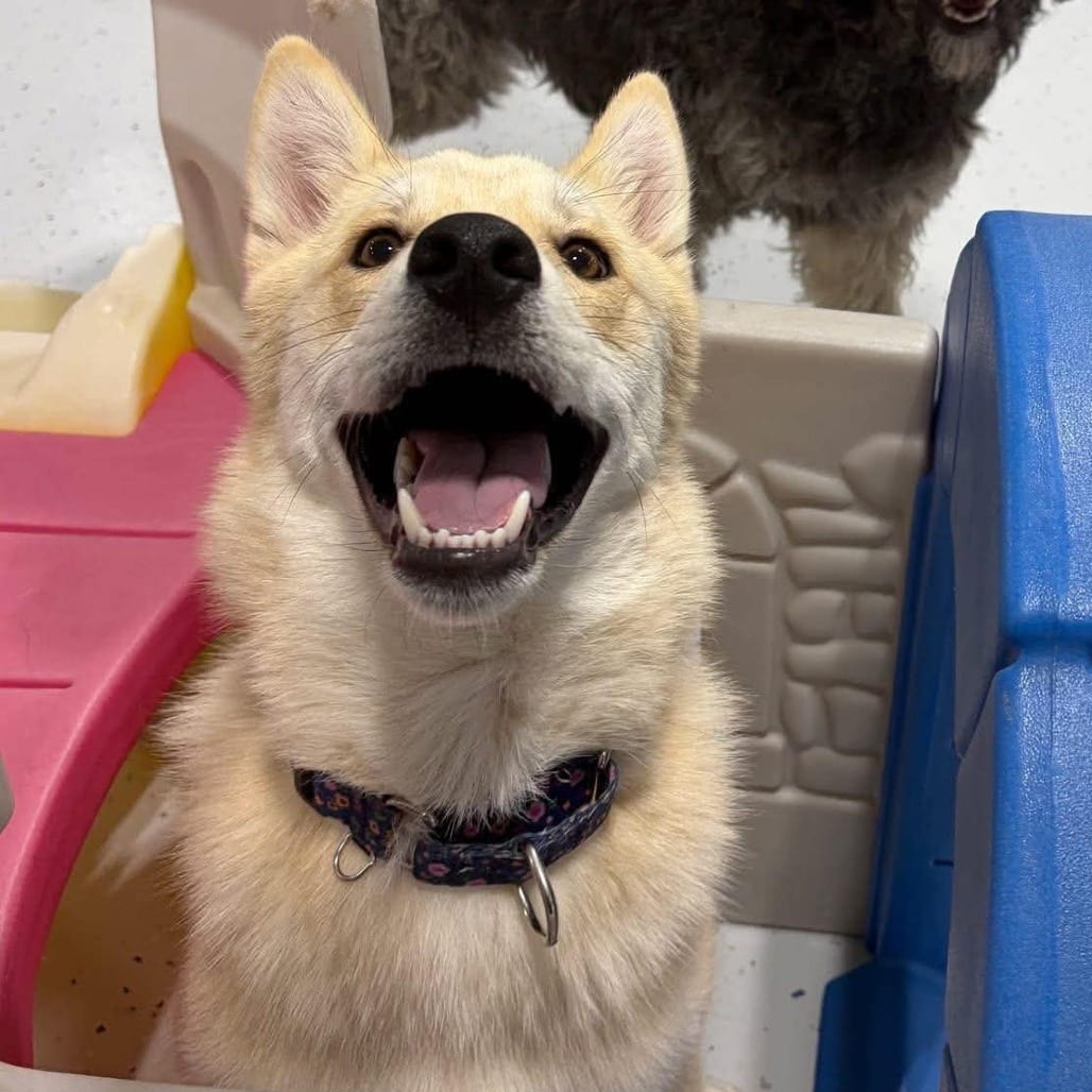 Photo of Todd, adoptable Husky / Mix in Alma, Wisconsin