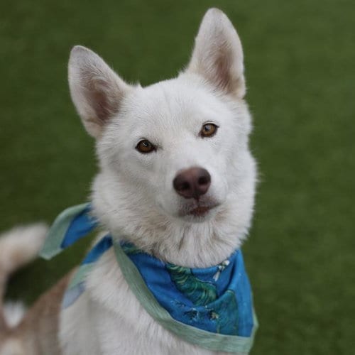 Photo of Ruth Babes, adoptable Husky in San Antonio, Texas