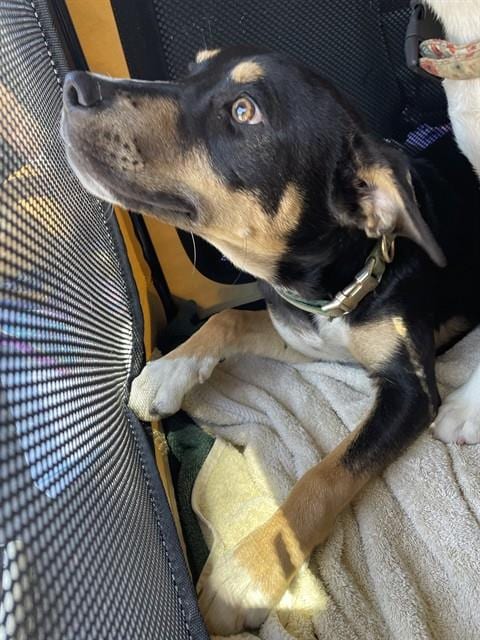 Photo of Poppy, adoptable German Shepherd Dog in Stockton, California