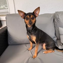 Photo of London, adoptable Chihuahua Mixed Breed (Small) in New York, New York