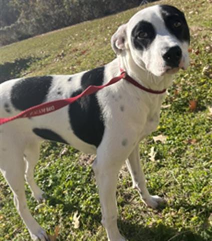 Photo of Stella, adoptable Border Collie in Lufkin, Texas