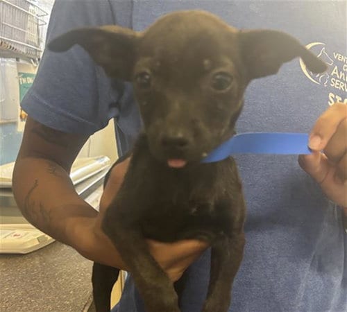 Photo of A888326, adoptable Chihuahua in Camarillo, California