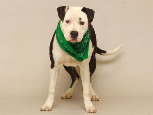 Photo of Eli, adoptable Terrier in Sanford, Florida