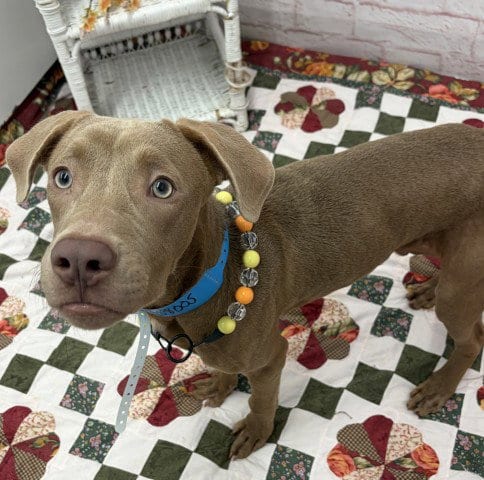 Photo of Jif, adoptable American Pit Bull Terrier in Detroit, Michigan