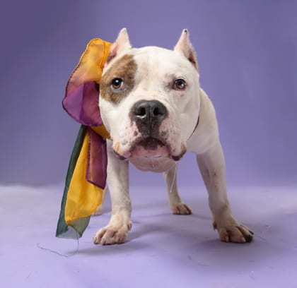 Photo of Sixton, adoptable dog in Atlanta, Georgia