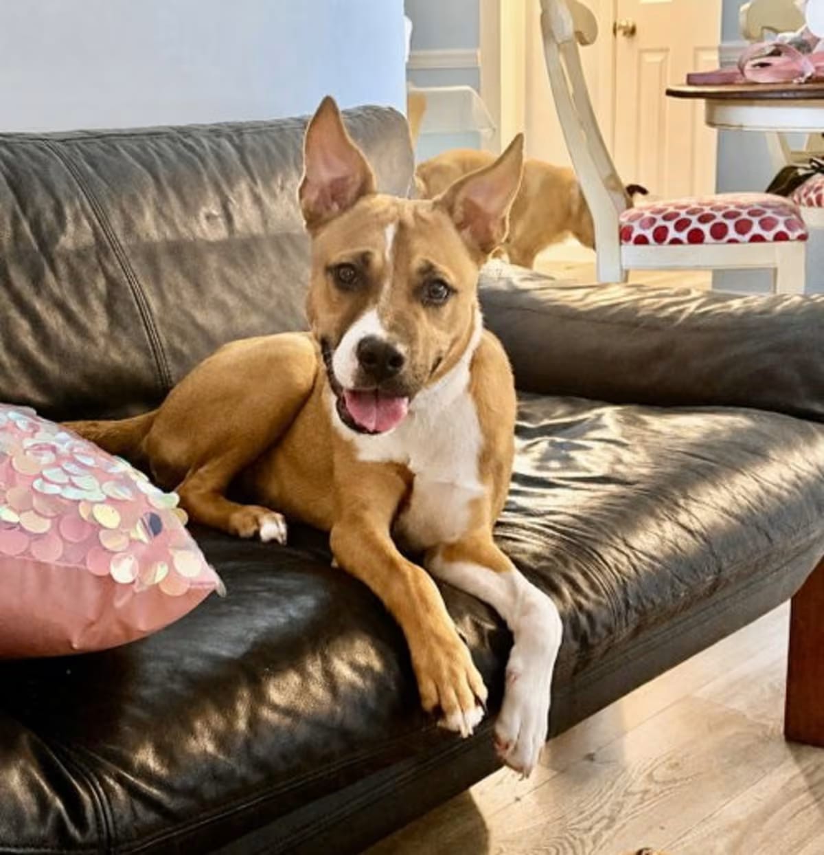 Photo of Missy, adoptable Carolina Dog in Branford, Connecticut