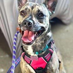 Photo of Aubrey, adoptable Plott Hound in Coldwater, Michigan