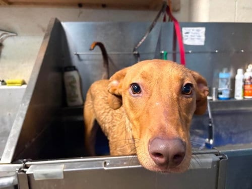 Photo of Benson, adoptable Rhodesian Ridgeback in Richmond, Indiana
