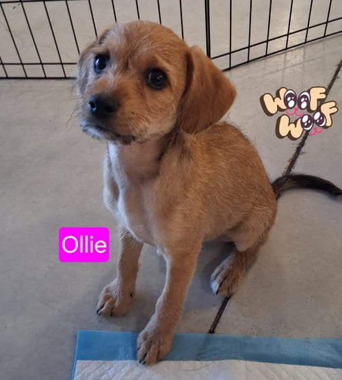 Photo of Ollie, adoptable Chihuahua in San Diego, California