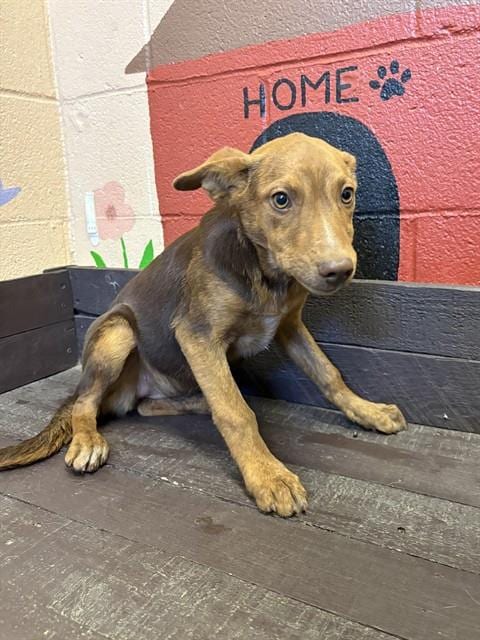 Photo of Seahorse, adoptable German Shepherd Dog in Castaic, California
