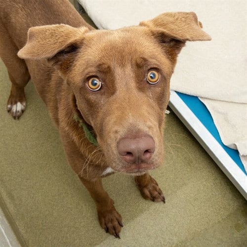 Photo of Cassiopeia, adoptable Labrador Retriever in St Louis, Missouri