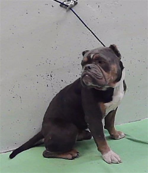 Photo of Kiko, adoptable Bulldog in Houston, Texas