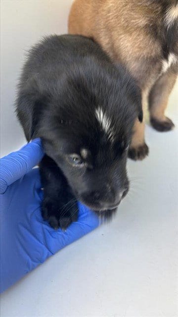 Photo of A661731, adoptable Labrador Retriever in Houston, Texas