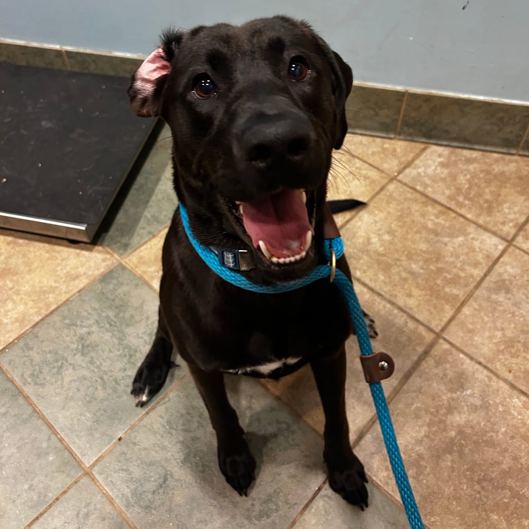 Photo of Kodak (ON), adoptable Mixed Breed (Medium) in Chattanooga, Tennessee
