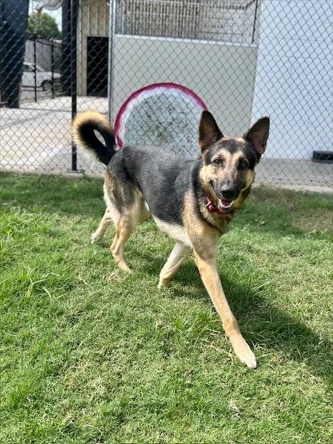 Photo of Jack, adoptable German Shepherd Dog in Temple, Texas