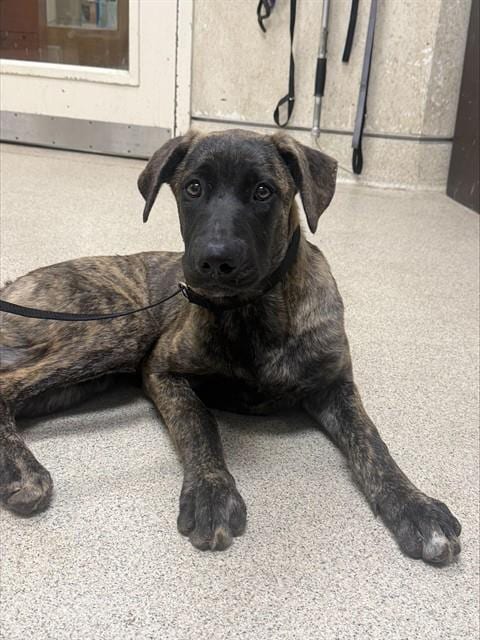 Photo of Bulldozer, adoptable Mastiff in Riverside, California