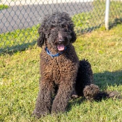 Photo of Layden, adoptable Poodle (Standard) in Wilmington, Delaware