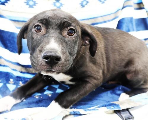 Photo of Meatball, adoptable Labrador Retriever in Thief River Falls, Minnesota