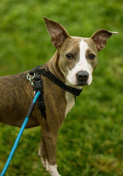 Photo of Joss, adoptable Terrier in Carrollton, Virginia