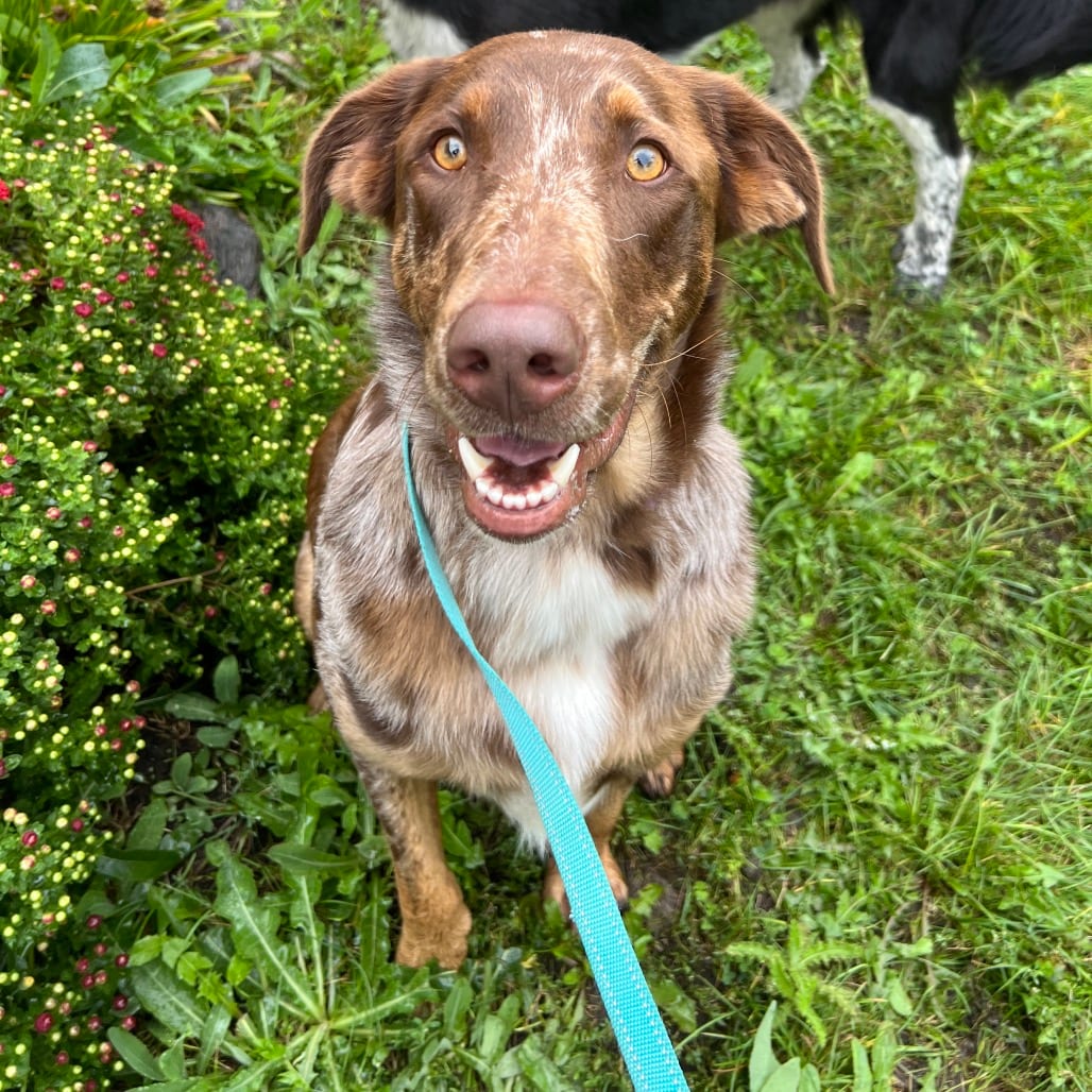 Photo of Dudley, adoptable Mixed Breed (Large) in Buffalo, Minnesota